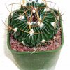 Stenocactus_hastatus